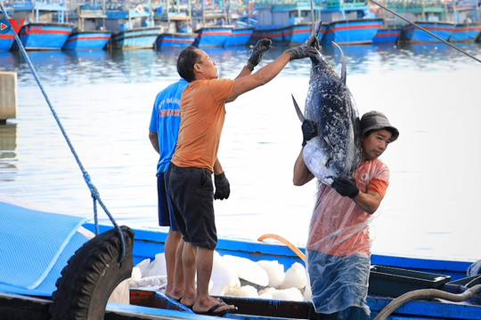 Câu chuyện làm giàu từ biển của vua tàu cá Sáu Ninh