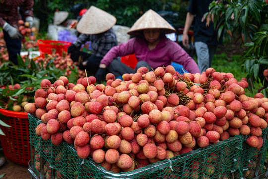 Vải thiều Bắc Giang sắp hết mùa, giá cao chưa từng có