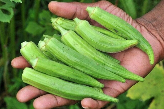 Điều gì xảy ra nếu thường xuyên ăn đậu bắp?