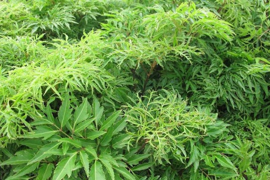 Ăn lá đinh lăng có tác dụng gì?