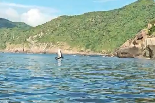 Cá voi xuất hiện, bơi tung tăng ở danh thắng Mũi Điện, tỉnh Phú Yên