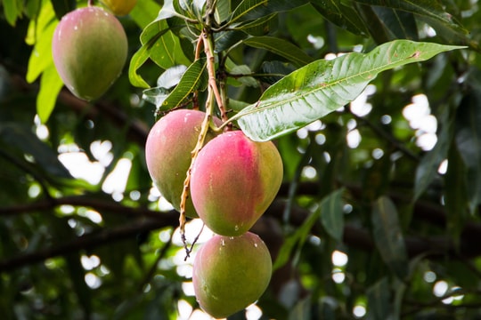 Lá xoài và 6 công dụng ít ai biết đến