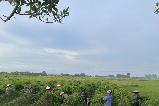 Hợp tác xã phát triển thương hiệu trà hữu cơ gắn với du lịch