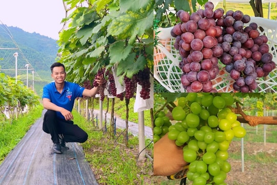 Liều lĩnh trồng 'nho quý tộc' trên quê nhà, 9X Việt đổi đời