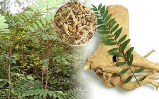 Loại cây Việt được ví như “vua dược liệu”, là khắc tinh của nhiều loại bệnh