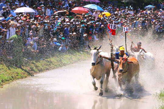 Những hình ảnh ấn tượng trong hội đua bò Bảy Núi An Giang