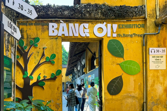 Ra mắt trưng bày đặc biệt về cây bàng tại Nhà tù Hỏa Lò
