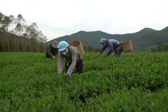 15 chương trình mục tiêu quốc gia giảm nghèo bền vững giai đoạn 2021 - 2025: Trồng trà sạch, mang lại doanh thu hàng trăm triệu đồng mỗi tháng