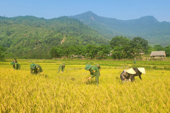 Gieo hạt ngọc, gặt ấm no trên đỉnh Giăng Màn