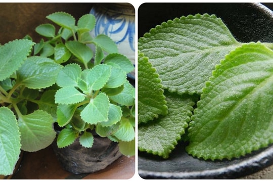 Cách sử dụng lá húng chanh tốt cho sức khoẻ