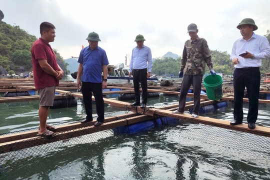 Ngư dân Quảng Ninh khẩn trương phục hồi nuôi biển