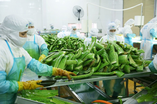 GC Food cùng sản phẩm nha đam được vinh danh Thương hiệu Quốc gia 2024