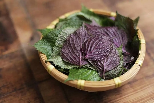 Hai bài thuốc từ lá tía tô nấu với gừng ai cũng cần biết