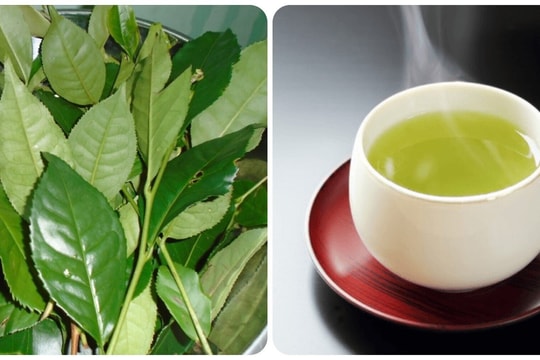 Uống nước chè xanh mỗi ngày có tác dụng gì?