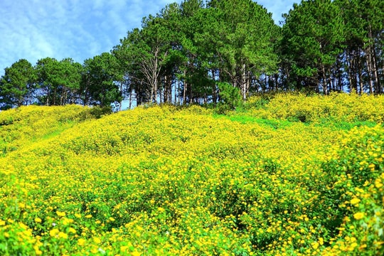 Hoa dã quỳ nhuộm vàng rực rỡ khắp cung đường trên cao nguyên Lâm Đồng