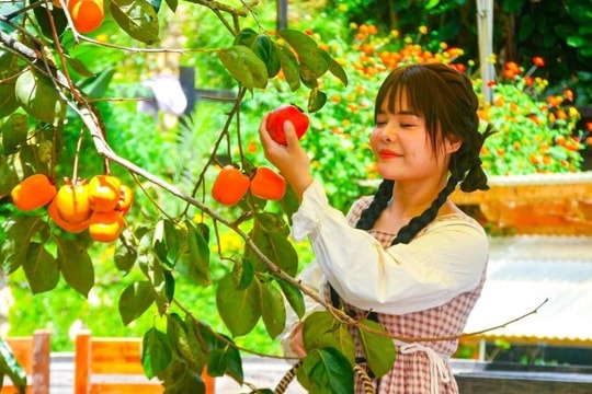 Mê mẩn mùa hồng chín rộ ở xứ sở sương mù Đà Lạt