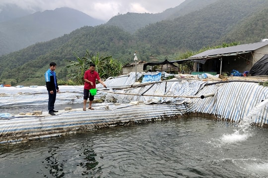 Những triệu phú nuôi cá nước lạnh dưới chân núi Hoàng Liên