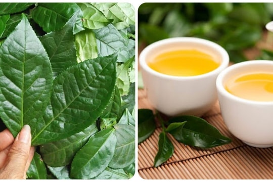 Uống nước chè tươi có nhiều tác dụng ít người biết