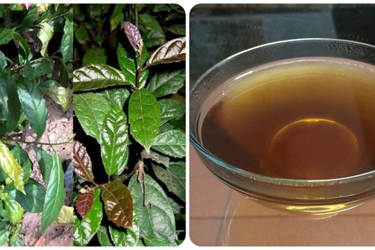 Lương y hướng dẫn cách dùng xạ đen thanh lọc cơ thể