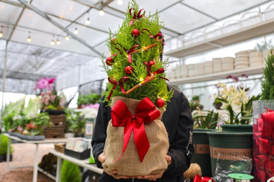Khách tiết kiệm chi tiêu, tùng, thông tươi mini 'lên ngôi' mùa Noel