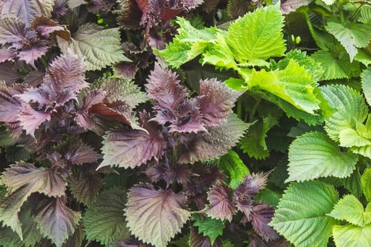 Loại “lá hồi sinh” được thế giới săn đón, Việt Nam bán đầy chợ