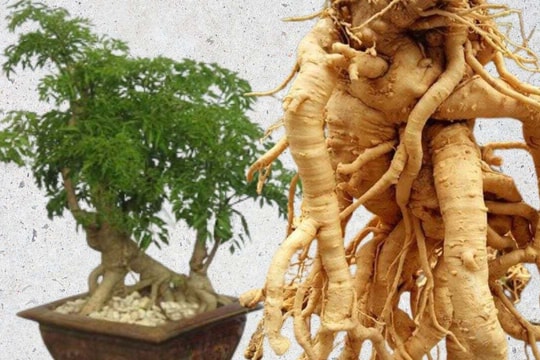 Củ đinh lăng ngâm rượu có phải càng già càng tốt?