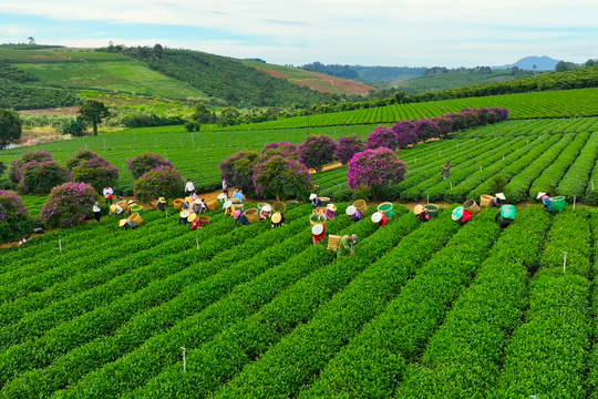 Ngắm hoa mua tím, đồi chè xanh đẹp như tranh vẽ ở Lâm Đồng