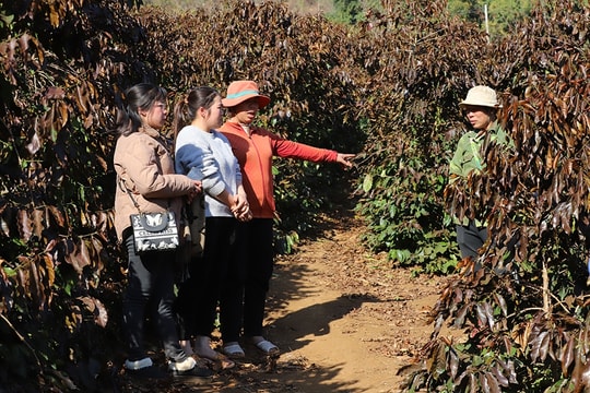 Sương muối, băng giá gây ảnh hưởng hàng chục ha cà phê tại Sơn La