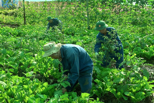 Vườn rau xanh mướt của lính công binh Việt Nam trên đất Châu Phi