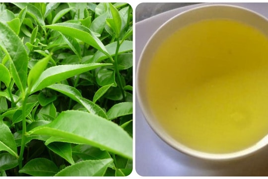 7 nhóm người không nên uống nước chè xanh