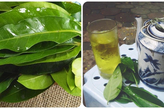 3 nhóm người không nên uống nước lá vối