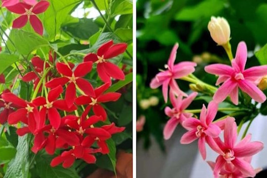 Có nên trồng cây sử quân tử trước nhà?