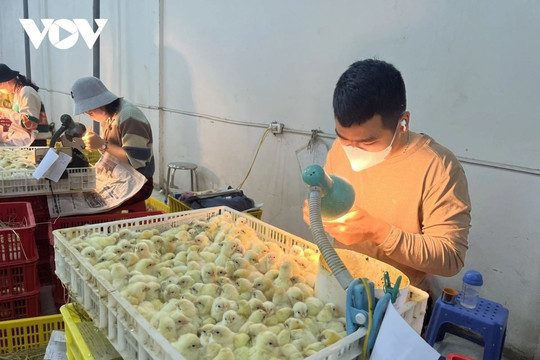 Nghề "soi" giới tính gà giúp nông dân mua ô tô, xây nhà lầu