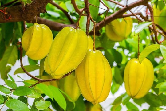 Một số bài thuốc dân gian từ quả và hoa khế