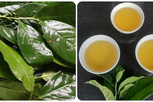 Uống nước chè tươi hàng ngày có tác dụng gì?