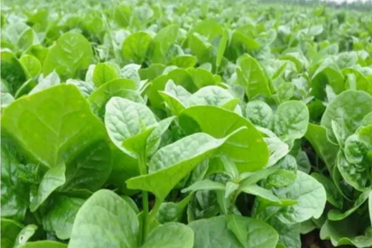 Ăn rau mồng tơi thường xuyên vào mùa hè có tác dụng gì?