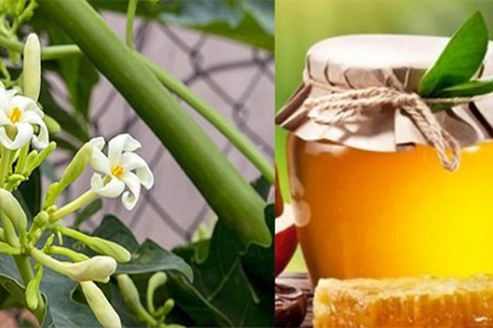 Cách làm hoa đu đủ đực ngâm mật ong