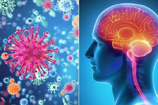 Khả năng lây nhiễm của vi khuẩn não mô cầu không thua kém bệnh sởi