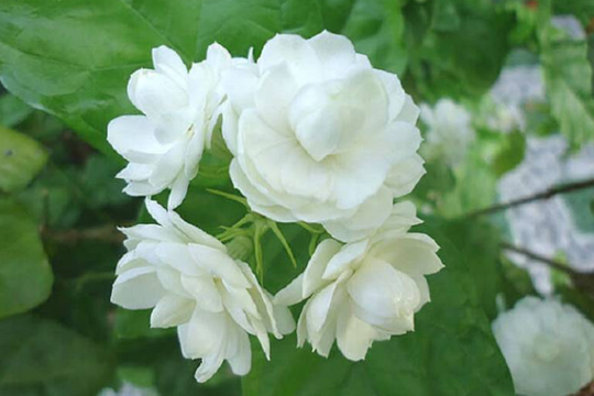 Một số bài thuốc trị bệnh từ hoa nhài