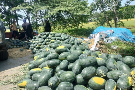 Dưa hấu mất mùa, rớt giá, nông dân Quảng Nam 'đứng ngồi không yên'