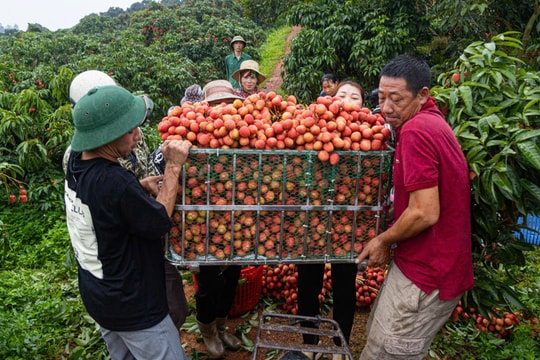 Vải thiều Bắc Giang dự báo trúng mùa, sản lượng lên tới 165 nghìn tấn