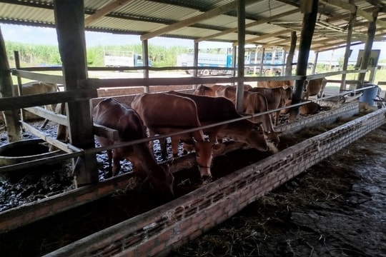 Hiệu quả mô hình chăn nuôi bò theo nhóm hộ tại Gia Lai