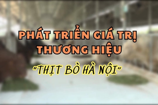 VIDEO: PHÁT TRIỂN GIÁ TRỊ THƯƠNG HIỆU THỊT BÒ HÀ NỘI