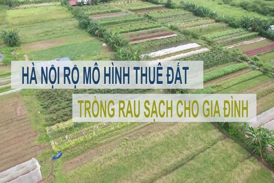 VIDEO: HÀ NỘI MỞ RỘNG MÔ HÌNH THUÊ ĐẤT TRỒNG RAU SẠCH 