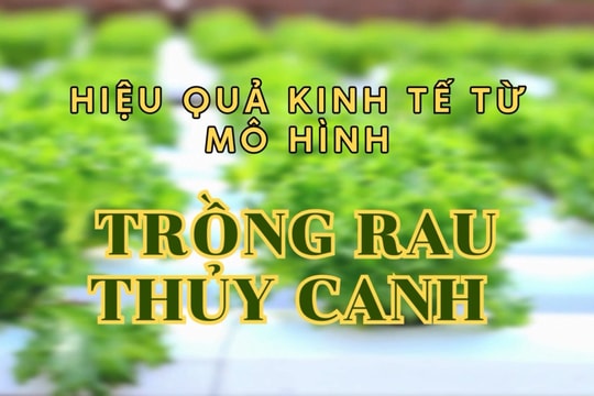 VIDEO: HIỆU QUẢ KINH TẾ TỪ MÔ HÌNH TRỒNG RAU THỦY CANH