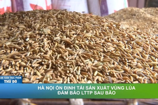 VIDEO: HÀ NỘI ỔN ĐỊNH TÁI SẢN XUẤT VÙNG LÚA ĐẢM BẢO LƯƠNG THỰC THỰC PHẨM SAU BÃO