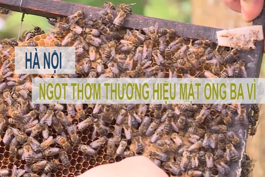 VIDEO: HÀ NỘI NGỌT THƠM NUÔI ONG LẤY MẬT BA VÌ