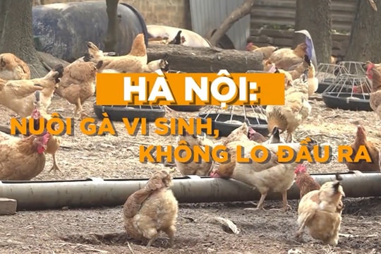 VIDEO: NUÔI GÀ VI SINH KHÔNG LO ĐẦU RA