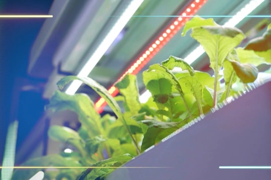 VIDEO: HÀ NỘI NHÂN RỘNG MÔ HÌNH TRỒNG RAU SẠCH ỨNG DỤNG CÔNG NGHỆ CAO