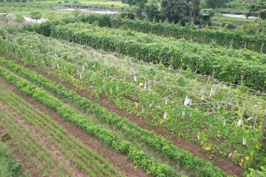 VIDEO: VUN NGUỒN GEN XANH CÙNG NÔNG DÂN HÀ NỘI LÀM NÔNG NGHIỆP HỮU CƠ